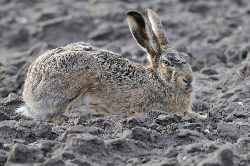 Bad Rabbit #gourmetguerilla