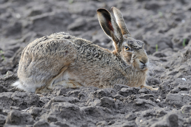 Bad Rabbit #gourmetguerilla