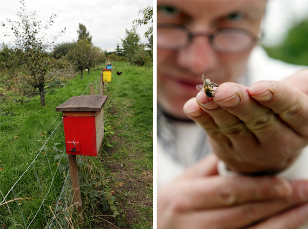 Hamburger regional goods beekeepers honey